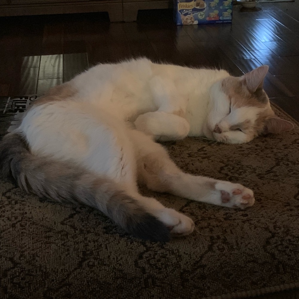 Meet your Posher, Abby